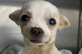 Pinky: Así despidieron al perrito en redes sociales tras su muerte