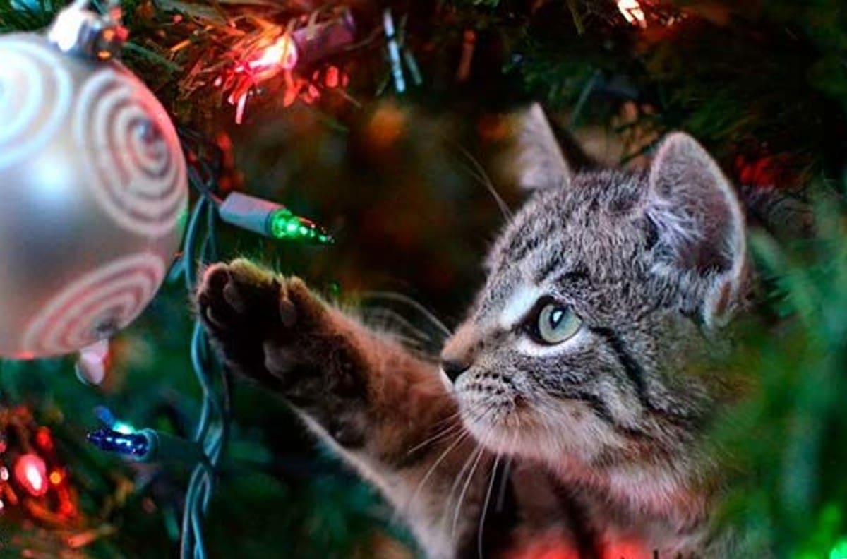 ¿Cómo evitar que tu gato tire el Árbol de Navidad?