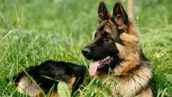 VIDEO | Perrito pide ayuda para sacar a su amigo de una coladera y se hace viral