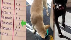 VIDEO | Señor pasa lista a perritos de la calle que les da de comer en su negocio y se hace viral