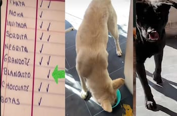 VIDEO | Señor pasa lista a perritos de la calle que les da de comer en su negocio y se hace viral