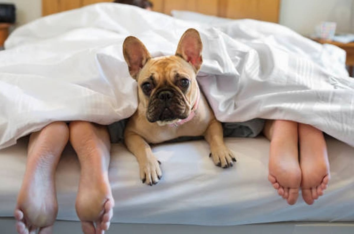 Sexualidad: ¿Por qué no debes tener sexo frente a tu mascota?