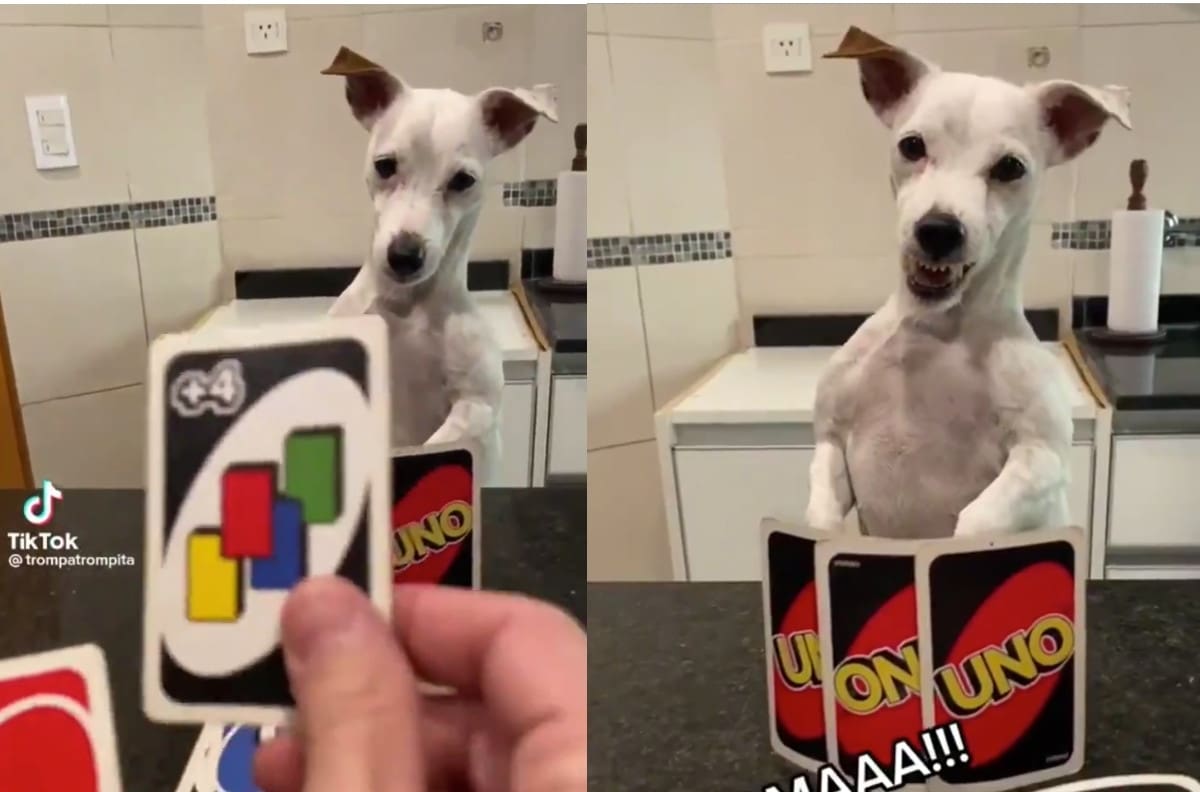 VIDEO | Perrita se enoja al recibir un +4 jugando UNO y se vuelve viral