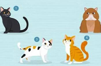 Test de personalidad: Elige un gatito y descubre cómo eres en el amor