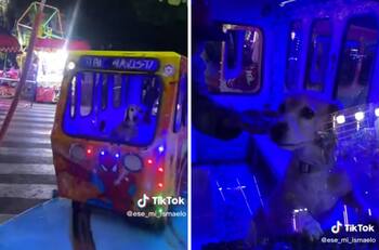 VIDEO| Perrito se sube a un juego de feria y se vuelve viral ¡Qué hermoso!