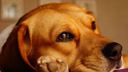 3 remedios caseros para evitar malos olores en tu casa cuando tienes perros