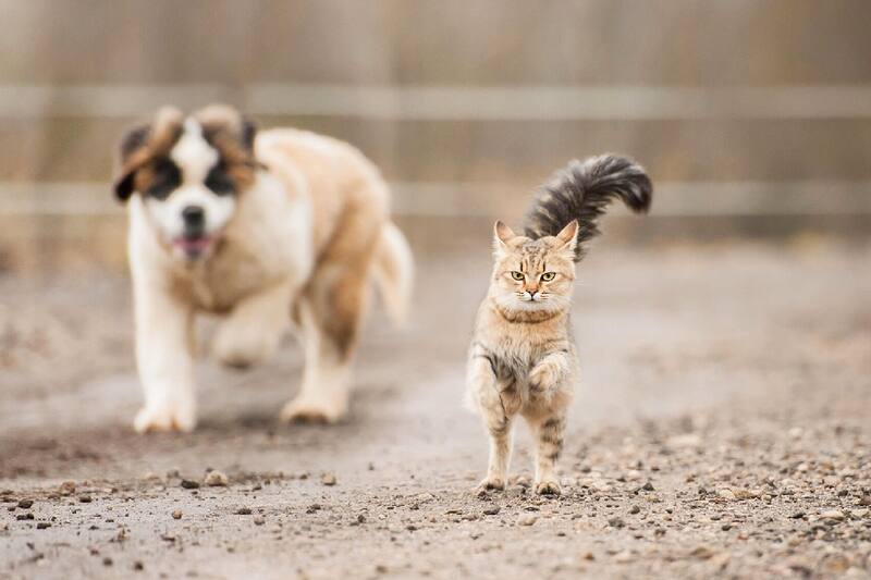 Perros vs gatos (imagen ilustrativa).