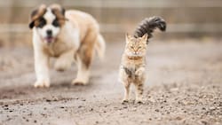 VIDEO | Tierna reacción de perrito al encontrarse con varios gatos se hace viral