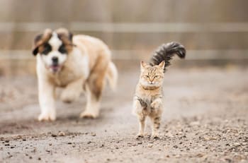 VIDEO | Tierna reacción de perrito al encontrarse con varios gatos se hace viral