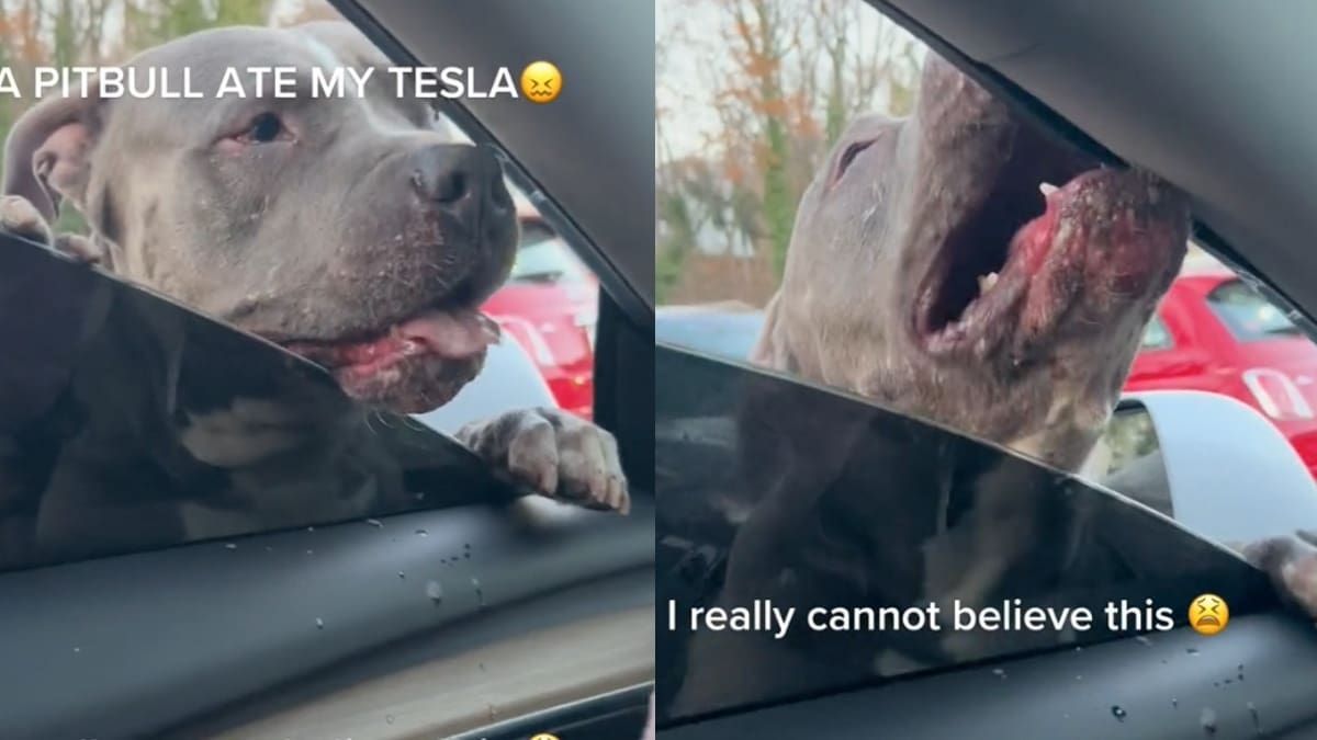 VIDEO | Perro Pit Bull se hace viral por ‘comerse’ un coche Tesla