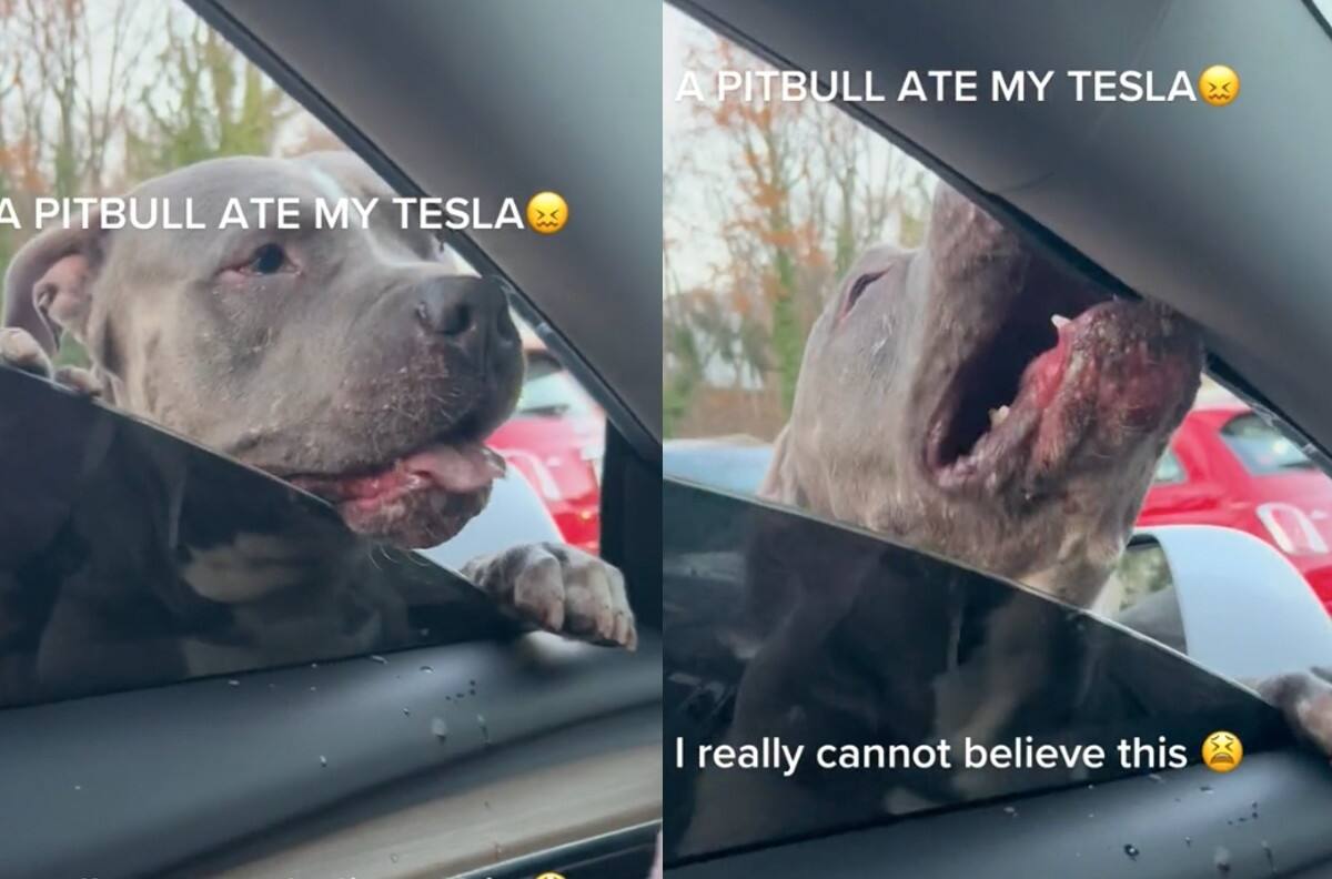 VIDEO | Perro Pit Bull se hace viral por ‘comerse’ un coche Tesla