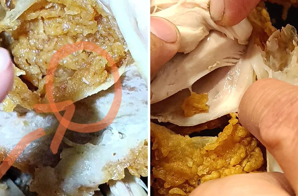 VIDEO| Familia encuentra gusanos en pollo de KFC y lo expone en redes sociales