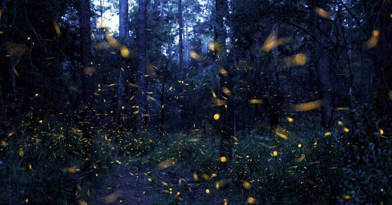 La temporada de Luciérnagas llegó y hay varios opciones para no perdértelo.