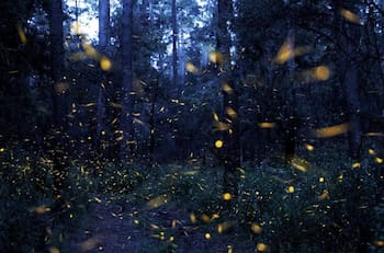 Temporada de luciérnagas: Conoce los destinos y las mejores rutas para apreciarlas