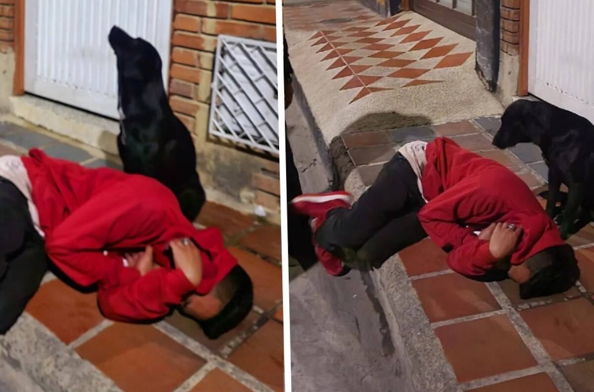 FOTOS | Perrito cuida a su dueño borracho y se vuelve viral