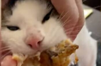 Video: Gatito no quería soltar un trozo de pollo de KFC, se hizo viral