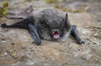 Qué es la rabia humana y cuáles son sus síntomas