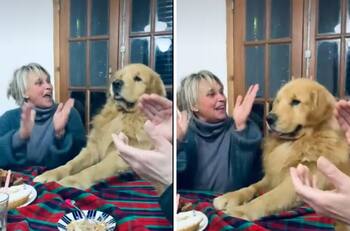VIDEO| Perrito se emociona por su cumpleaños y su reacción se viraliza
