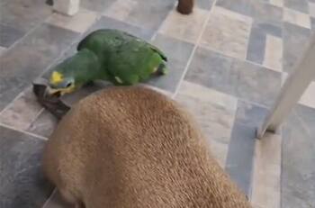 VIDEO | Loro se hace viral tras picarle la cola a perrito y reírse a carcajadas