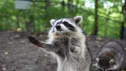 Lo más tierno que verás hoy: mapache se forma para recibir una dona y el tierno momento se hace viral