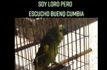 VIDEO | "Loro Cumbiero" muestra su talento al "cantar" en Tiktok y se vuelve viral