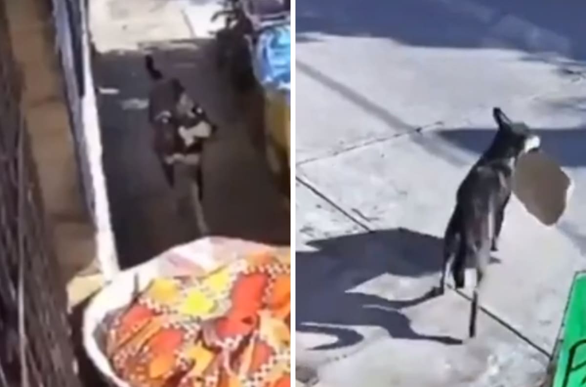 Perrito se roba Rosca de Reyes y se hace viral| VIDEO