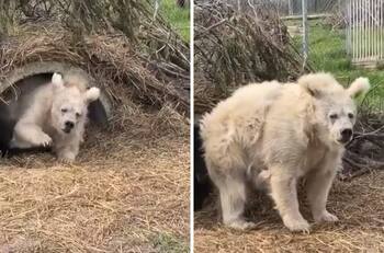 VIDEO| Oso sale de su periodo de hibernación y se vuelve viral