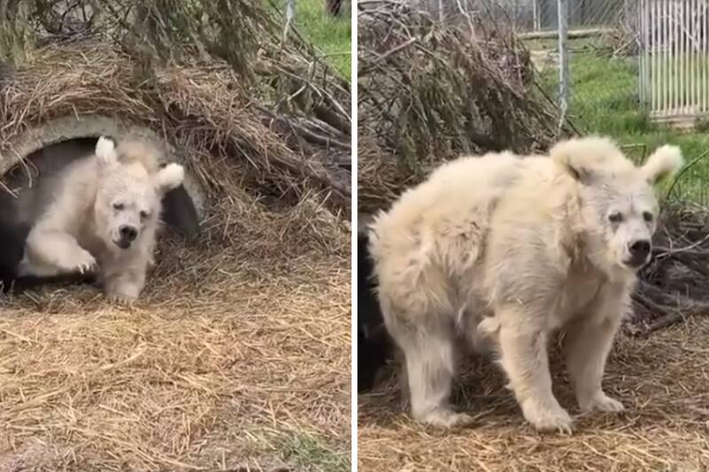 Oso saliendo de hibernar se hace viral.