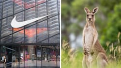 ¿Por qué Nike dejará de usar piel de canguro en sus tenis? Esto es lo que sabemos