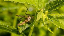 Ahuyenta a los mosquitos con estas plantas que además aromatizarán tu hogar