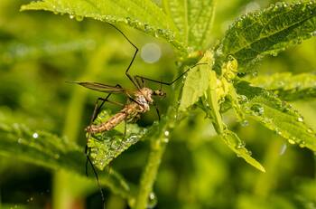 Ahuyenta a los mosquitos con estas plantas que además aromatizarán tu hogar