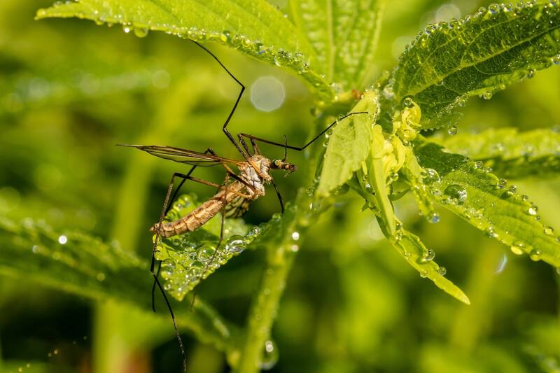 Estas plantas te ayudarán a ahuyentar mosquitos.
