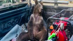 VIDEO | Oso borracho se hace viral en redes sociales