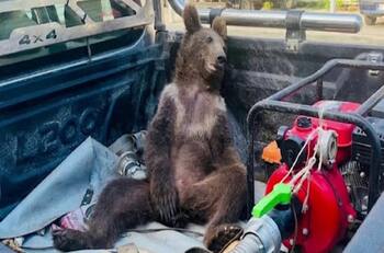 VIDEO | Oso borracho se hace viral en redes sociales
