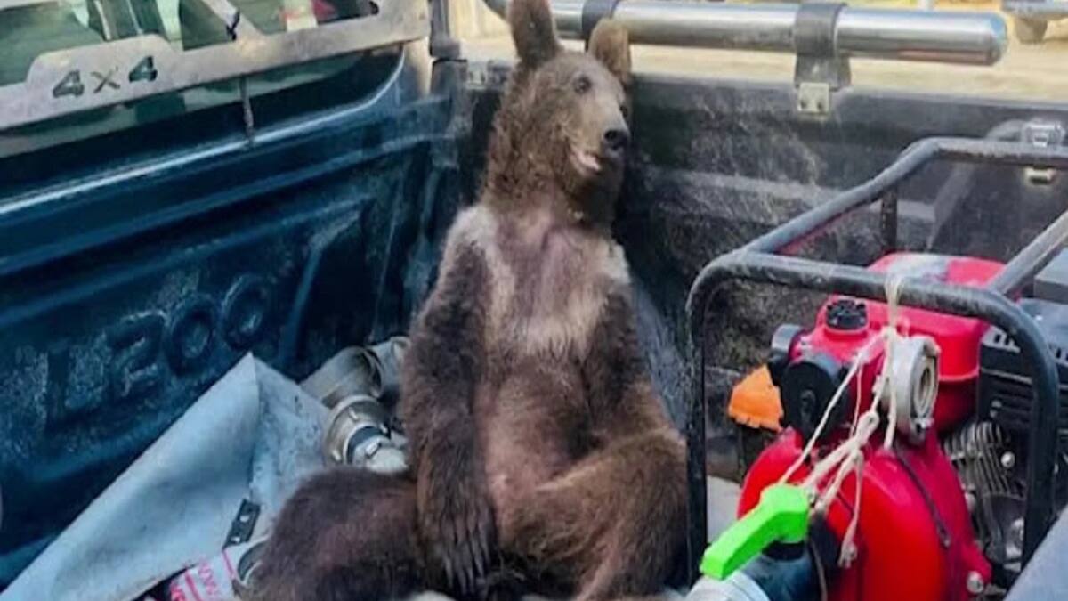 VIDEO | Oso borracho se hace viral en redes sociales