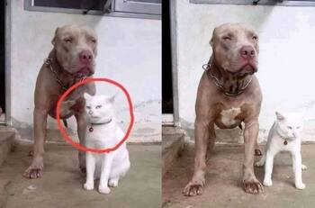 Gatito que se cree perro de la raza Pitbull se vuelve viral en redes sociales