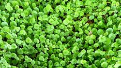 La planta que alivia varices, mejora la circulación y ayuda a dormir