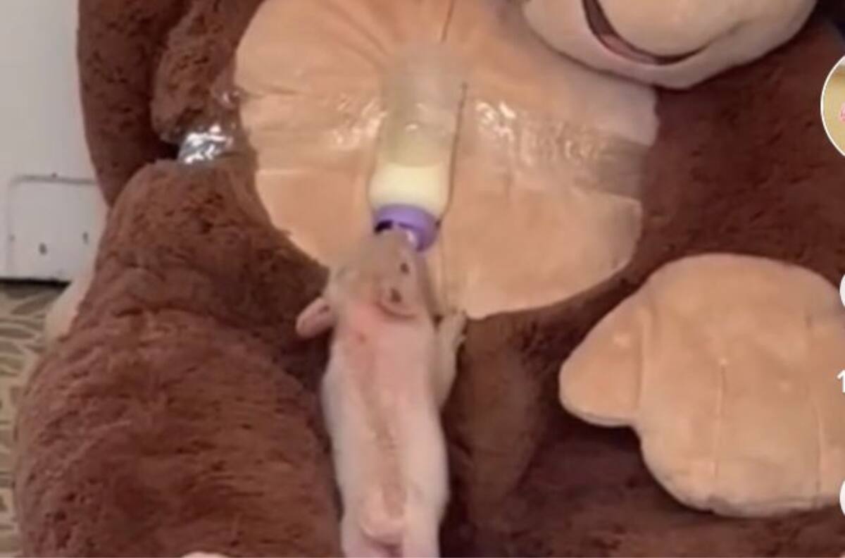VIDEO| Conoce a ‘Chamoy’, el lindo cerdito que se hizo viral