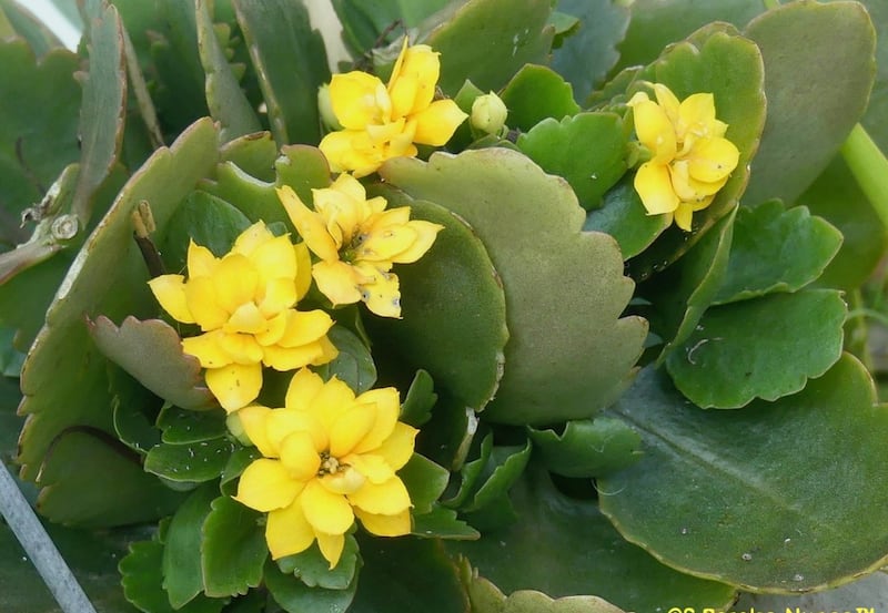 Kalanchoe de flor amarilla