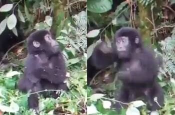 VIDEO | Tierno bebé gorila aprende a golpearse el pecho y se vuelve viral