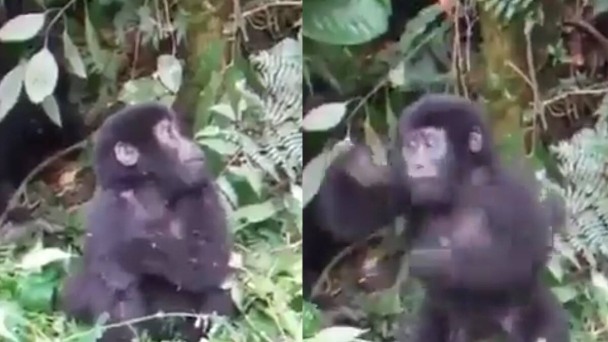 VIDEO | Tierno bebé gorila aprende a golpearse el pecho y se vuelve viral