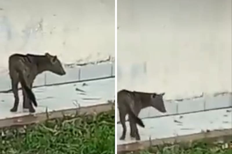 Conoce al primer 'Perro fantasma' capturado en Bolivia.