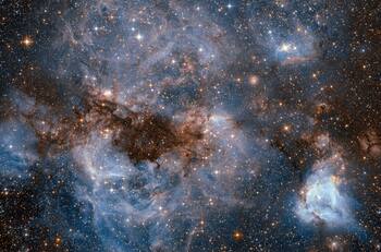 Descubre qué tipo de animales han sido enviados al espacio