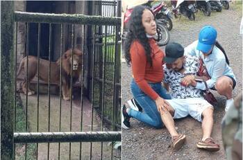 VIDEO | ¡Imágenes fuertes! Hombre intentó acariciar a león y casi pierde un brazo