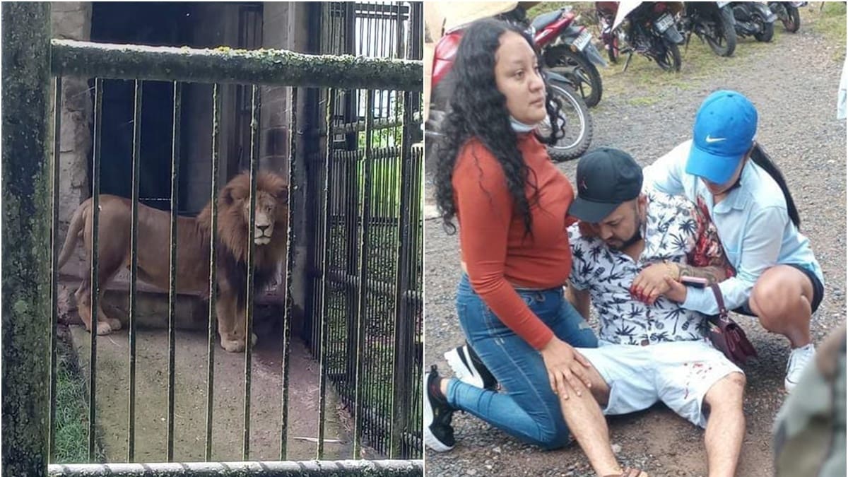 VIDEO | ¡Imágenes fuertes! Hombre intentó acariciar a león y casi pierde un brazo