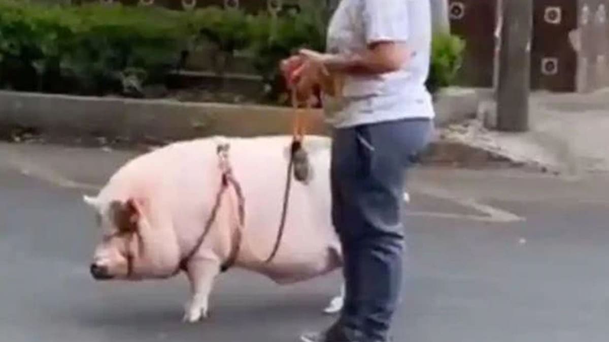 Mujer paseó a un cerdo con una correa por calles de la Ciudad de México