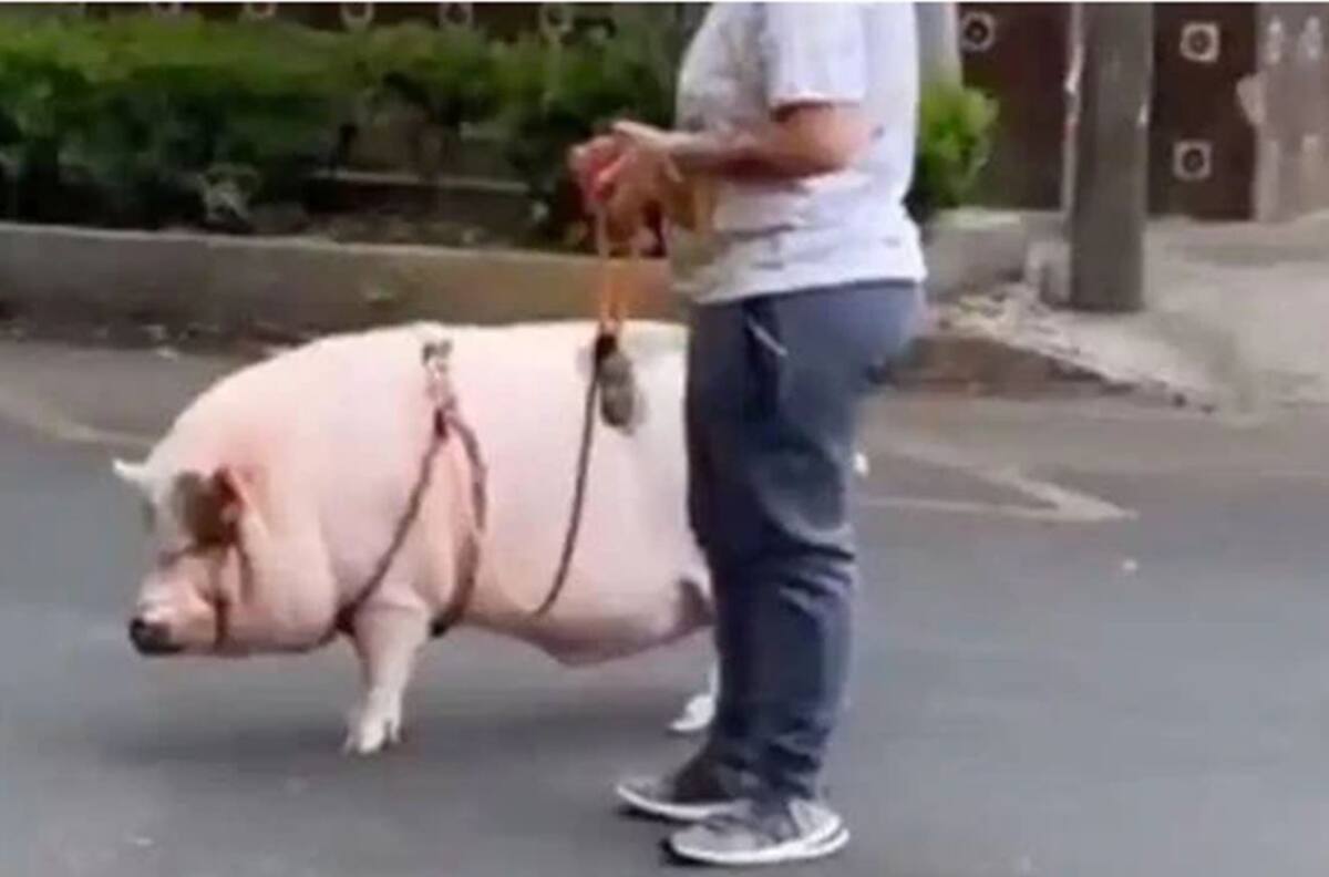 Mujer paseó a un cerdo con una correa por calles de la Ciudad de México