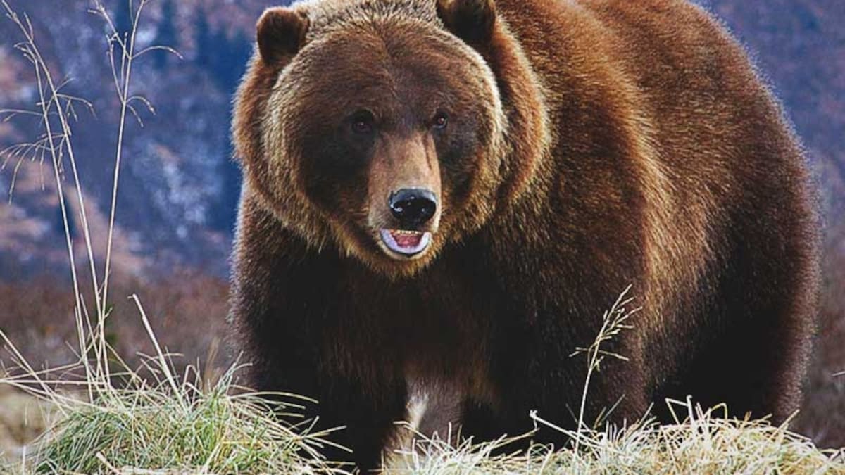 Sacrifican a un oso, tras comerse a turista