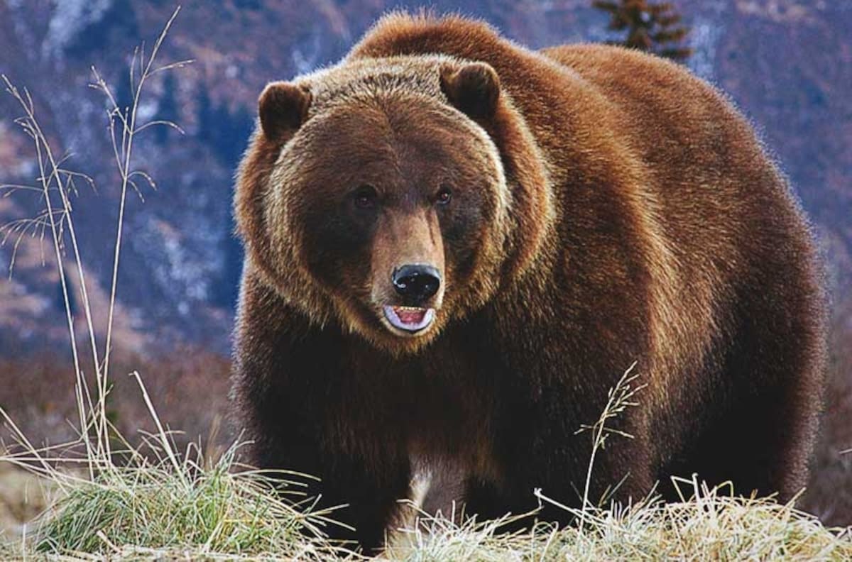 Sacrifican a un oso, tras comerse a turista