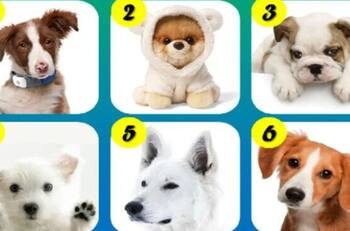 Día Mundial del Perro: Conoce más de tu personalidad con este test